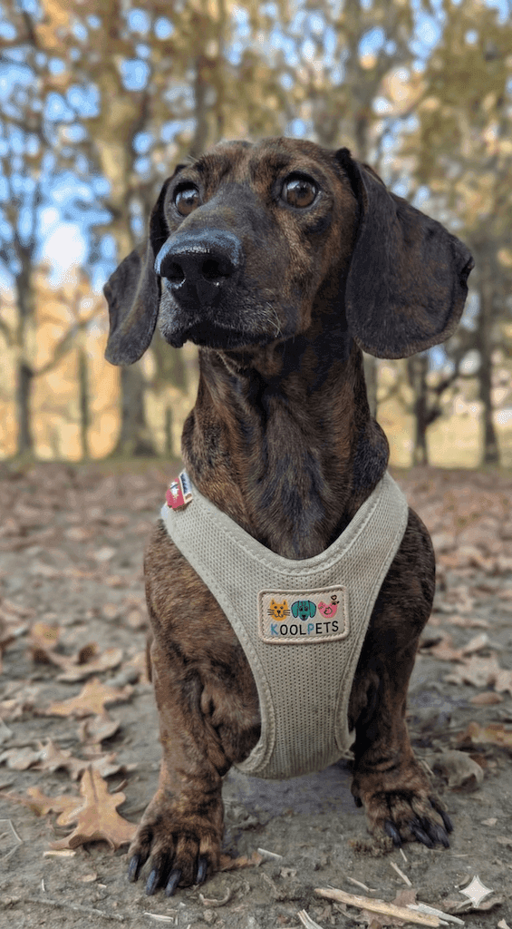 Gaetan PetSitter